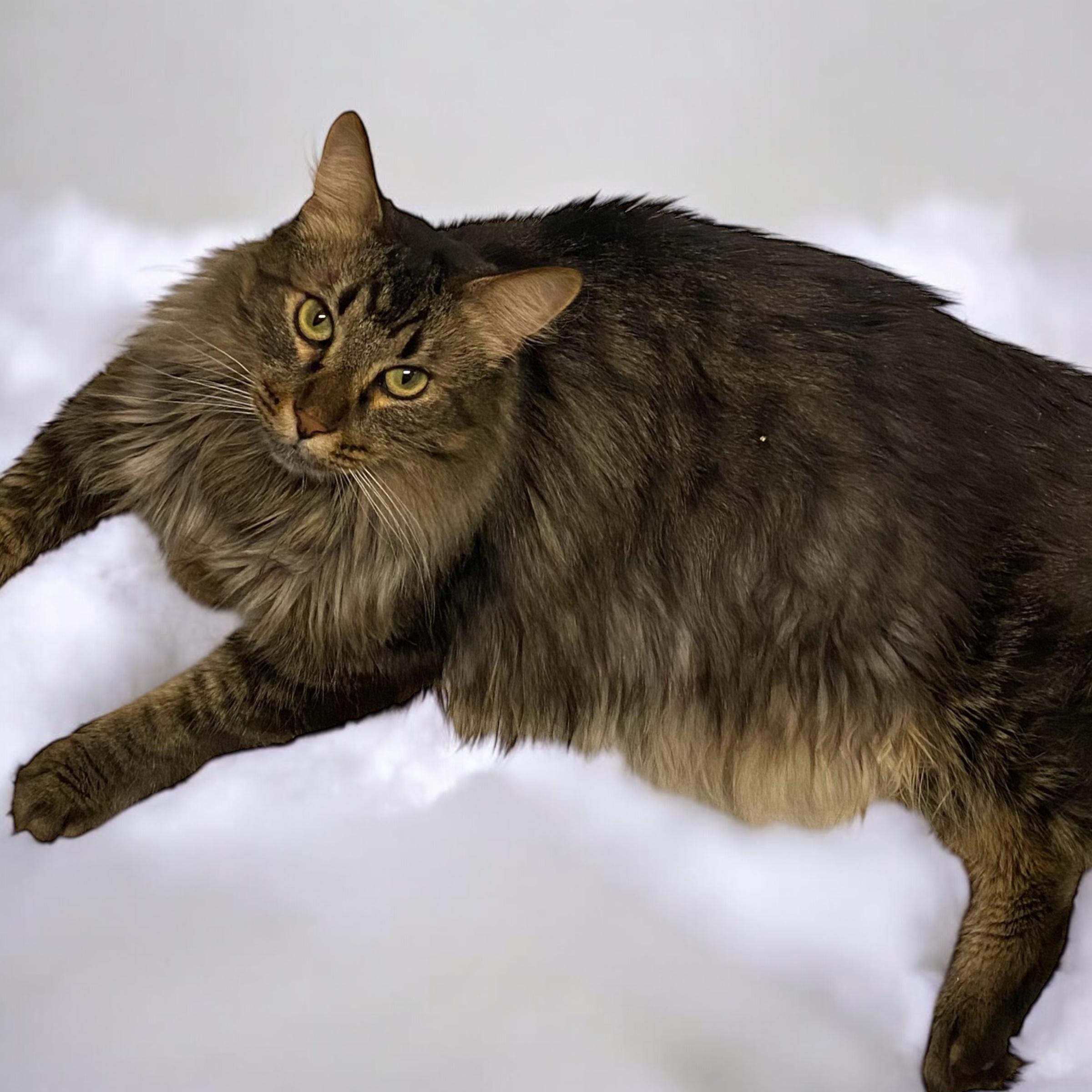 Dan, a Adoptable Maine Coon in El Cajon, CA image 1/3