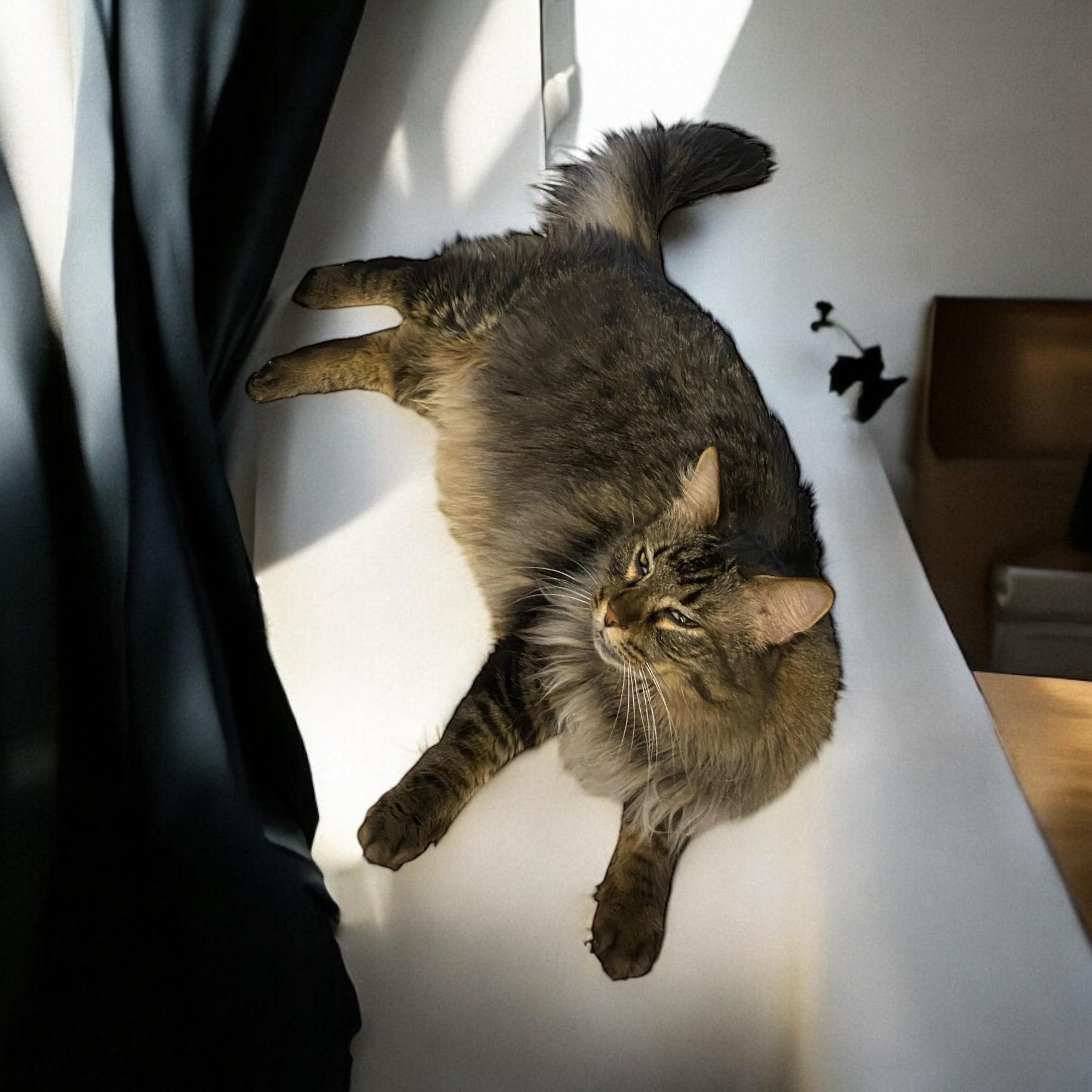 Dan, a Adoptable Maine Coon in El Cajon, CA image 2/3