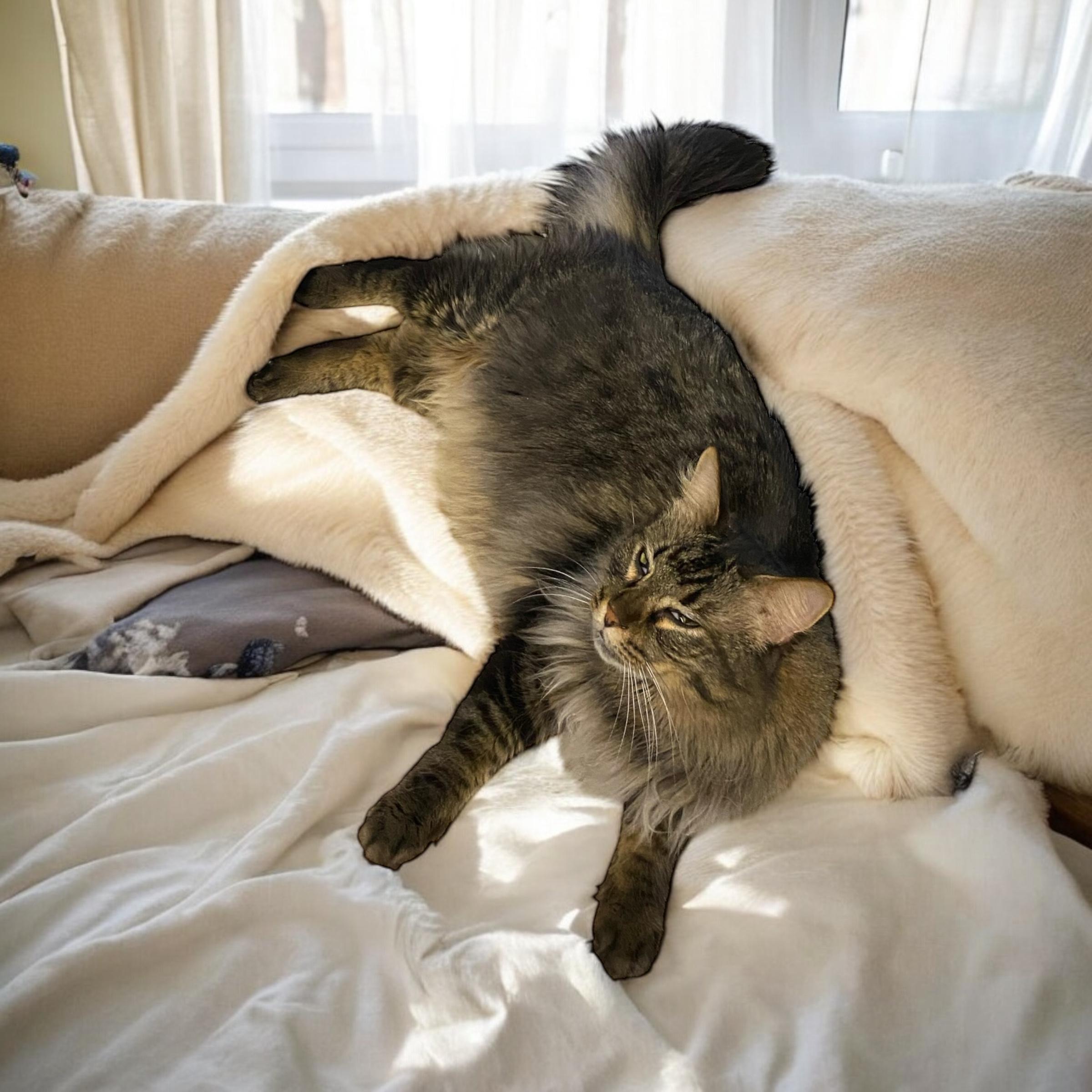 Dan, a Adoptable Maine Coon in El Cajon, CA image 3/3