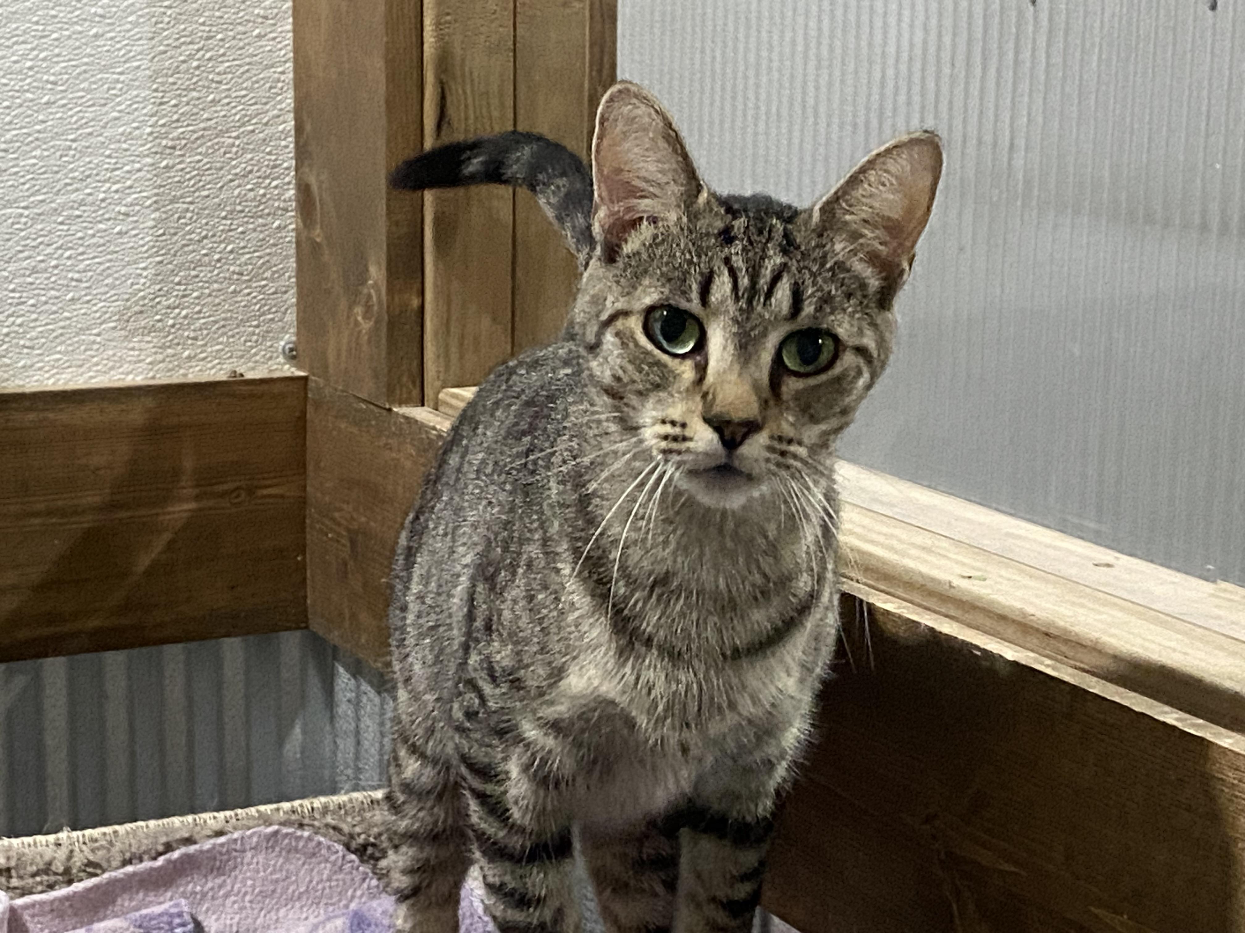 Enlarge Molly, a Adoptable Domestic Short Hair in Fredericksburg, OH image 4/6