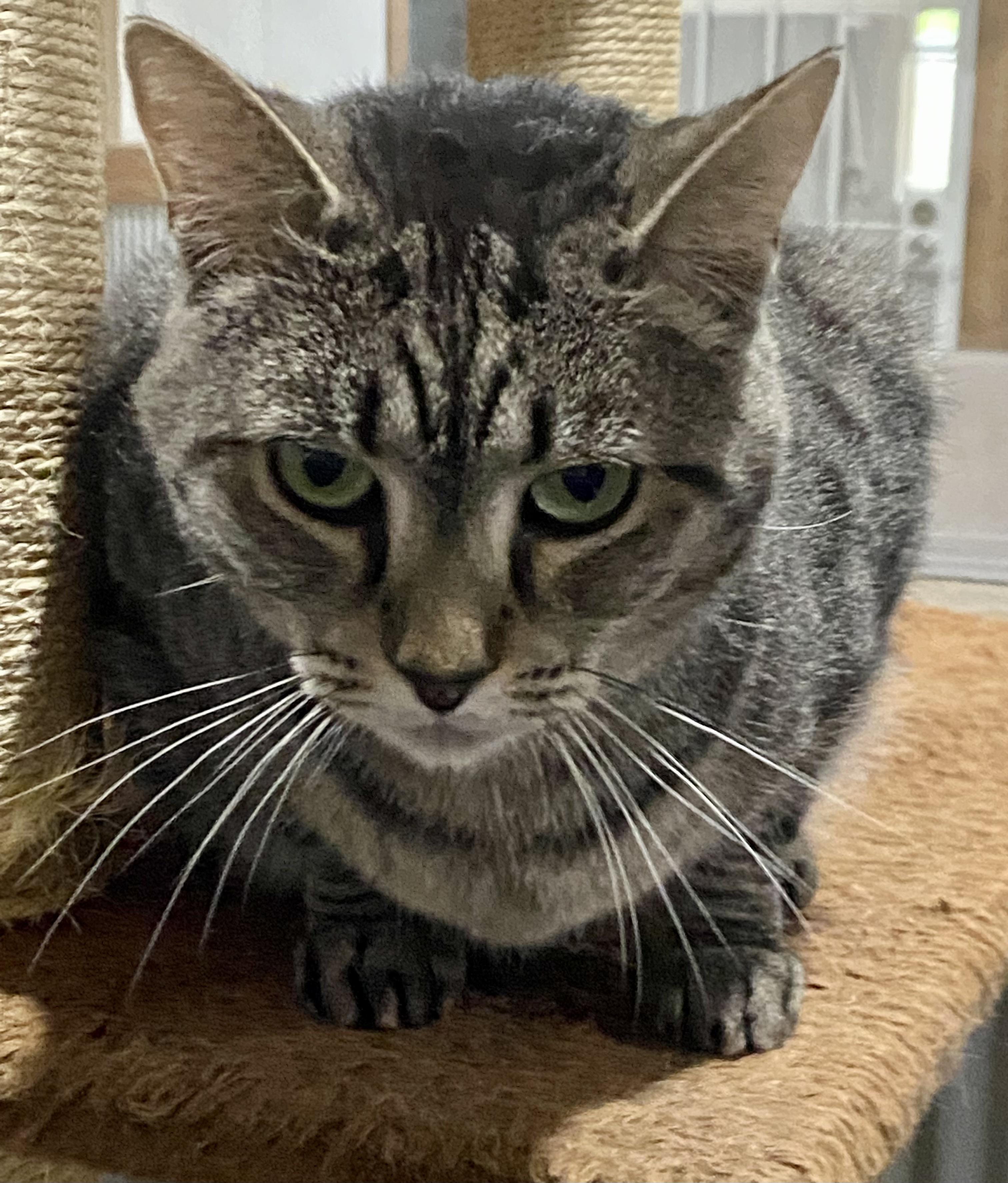 Molly, Adoptable, Adult Female Domestic Short Hair.