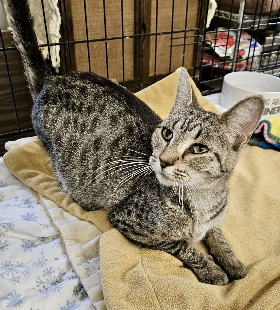 Enlarge Molly, a Adoptable Domestic Short Hair in Fredericksburg, OH image 3/6