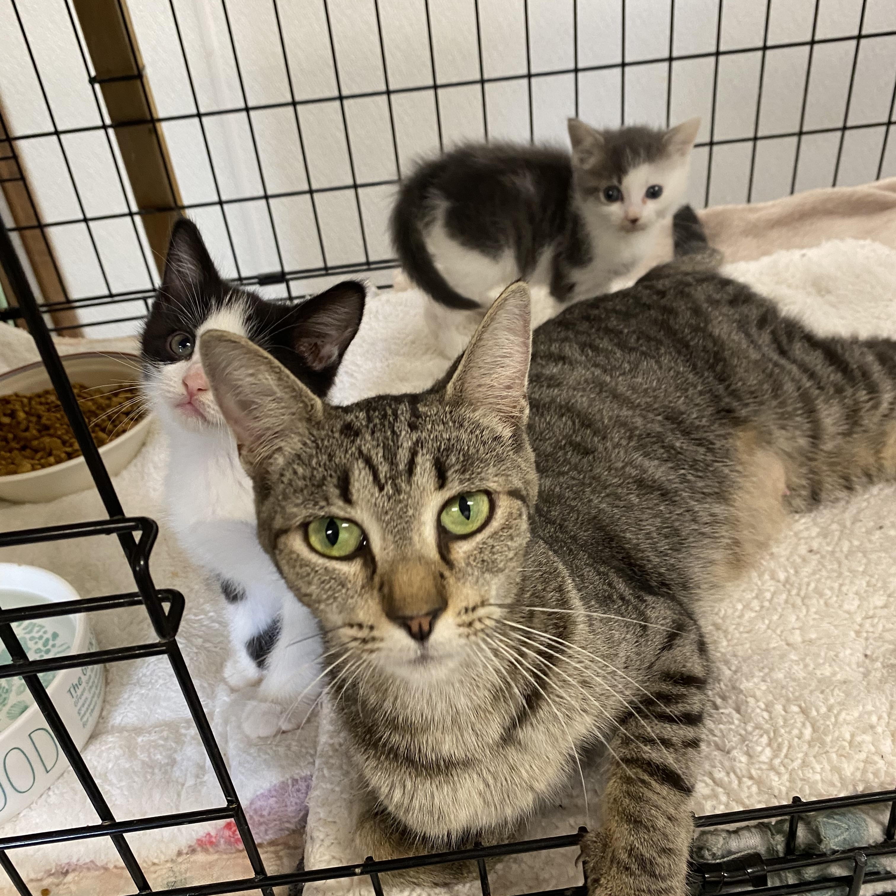 Enlarge Molly, a Adoptable Domestic Short Hair in Fredericksburg, OH image 2/6