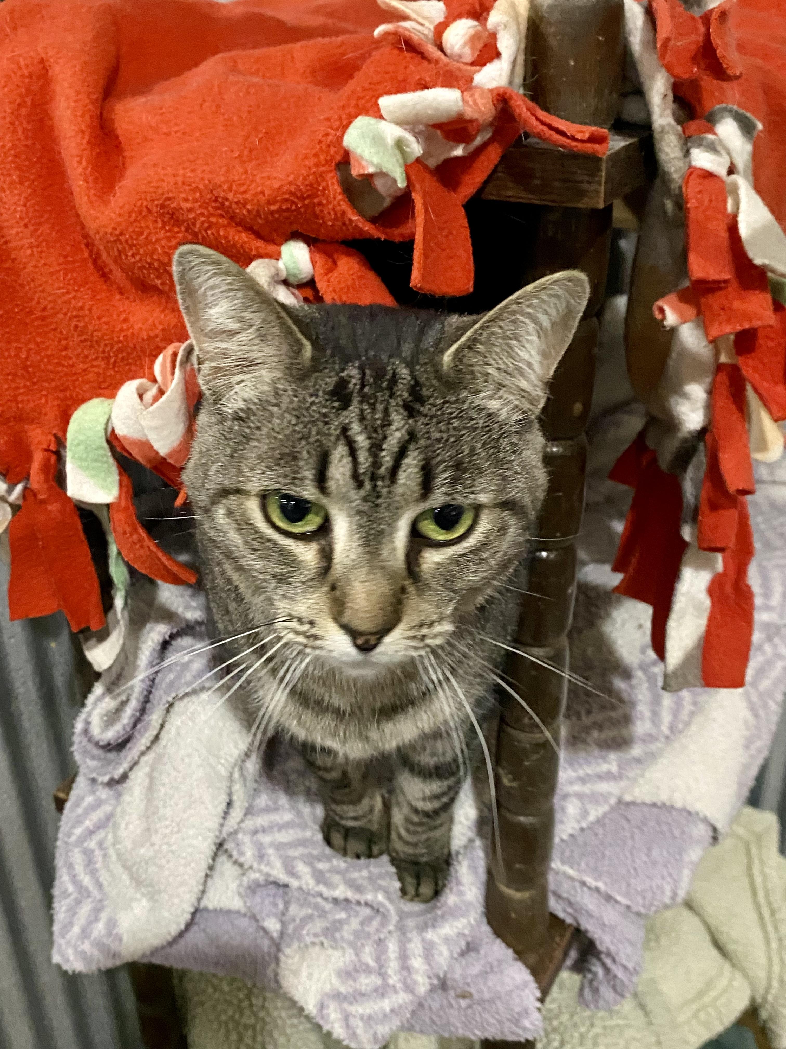 Enlarge Molly, a Adoptable Domestic Short Hair in Fredericksburg, OH image 5/6