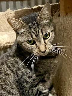 Enlarge Molly, a Adoptable Domestic Short Hair in Fredericksburg, OH image 5/6