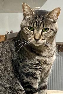 Enlarge Molly, a Adoptable Domestic Short Hair in Fredericksburg, OH image 6/6