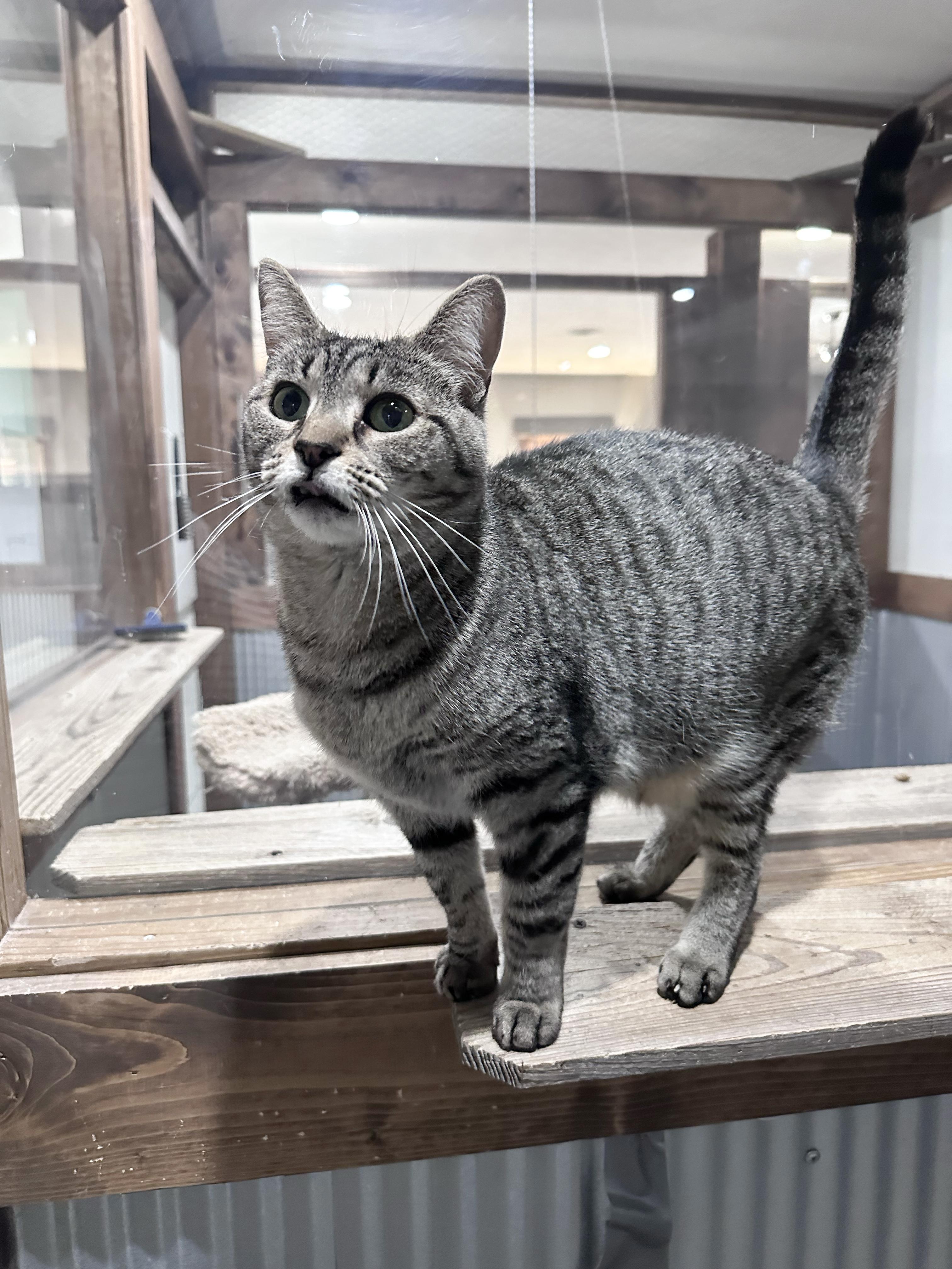 Enlarge Molly, a Adoptable Domestic Short Hair in Fredericksburg, OH image 1/1