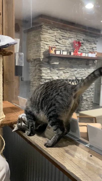 Enlarge Molly, a Adoptable Domestic Short Hair in Fredericksburg, OH video 6/6