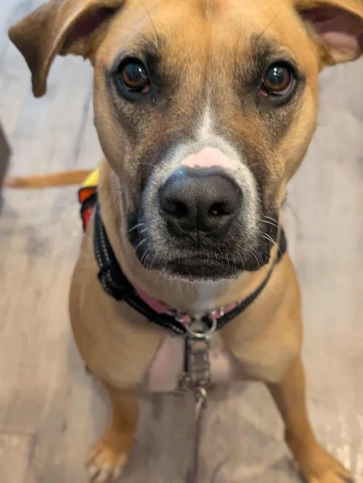 Paisley, an adoptable Boxer in Winnipeg, MB, R3E 3N8 | Photo Image 2