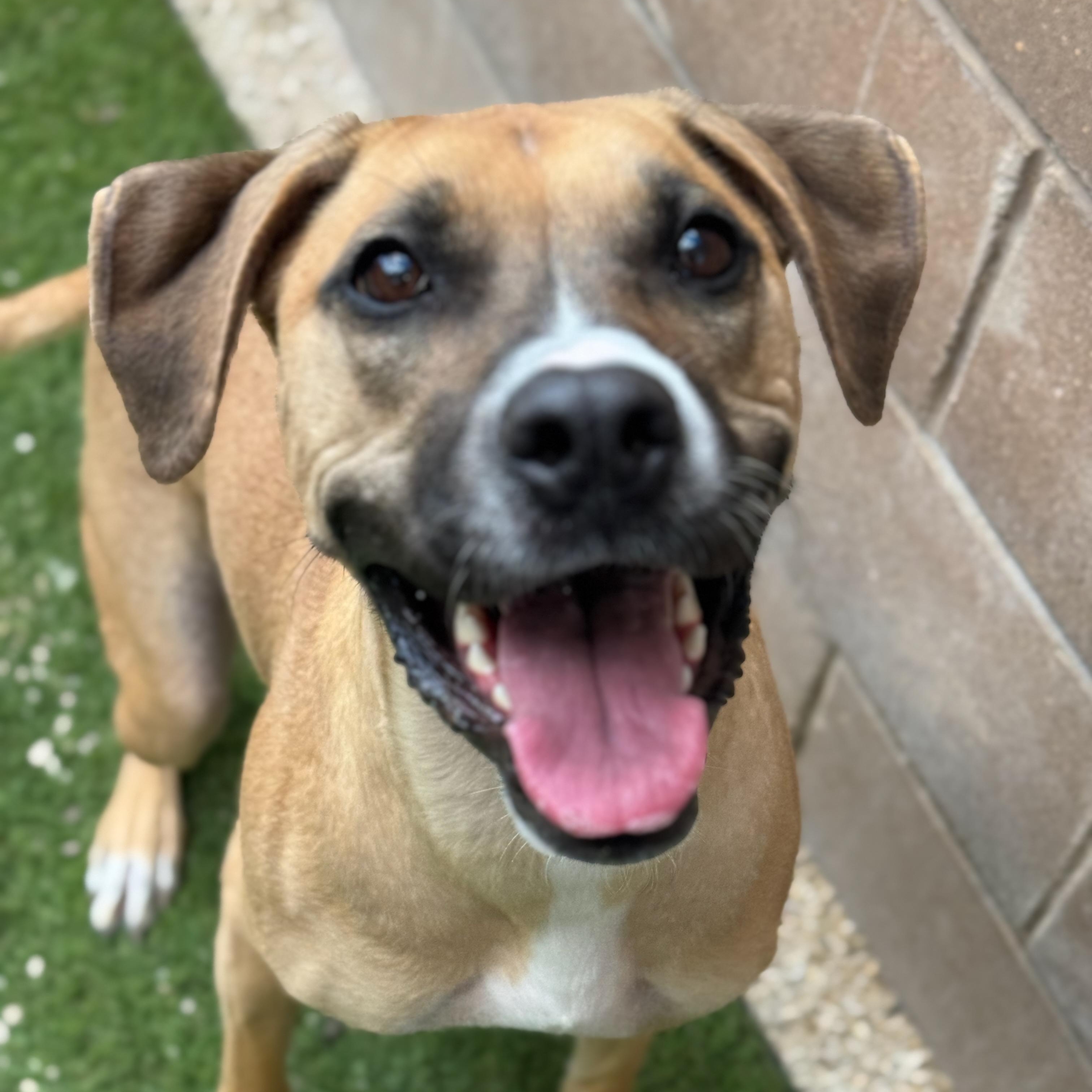 Paisley, an adoptable Boxer in Winnipeg, MB, R3E 3N8 | Photo Image 1