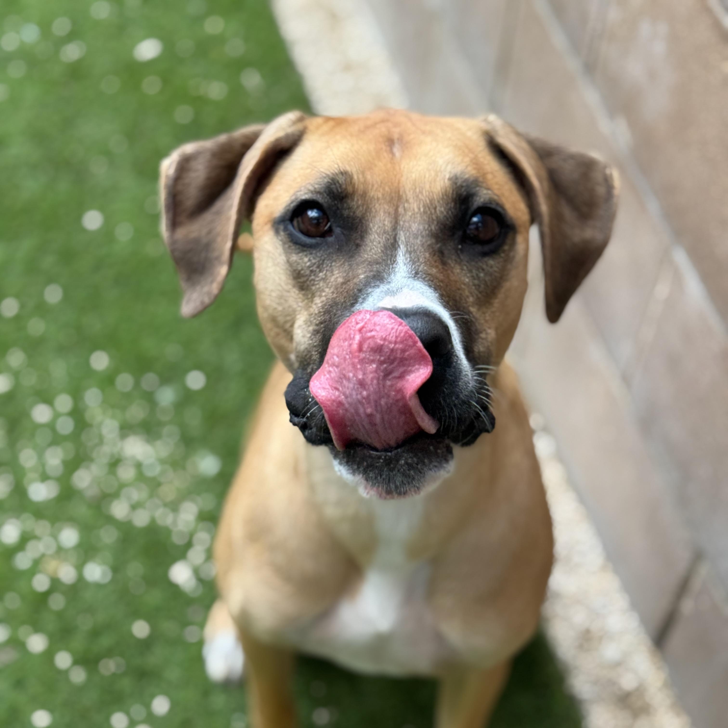 Paisley, an adoptable Boxer in Winnipeg, MB, R3E 3N8 | Photo Image 4