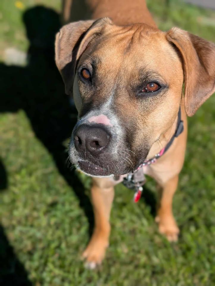 Paisley, an adoptable Boxer in Winnipeg, MB, R3E 3N8 | Photo Image 3