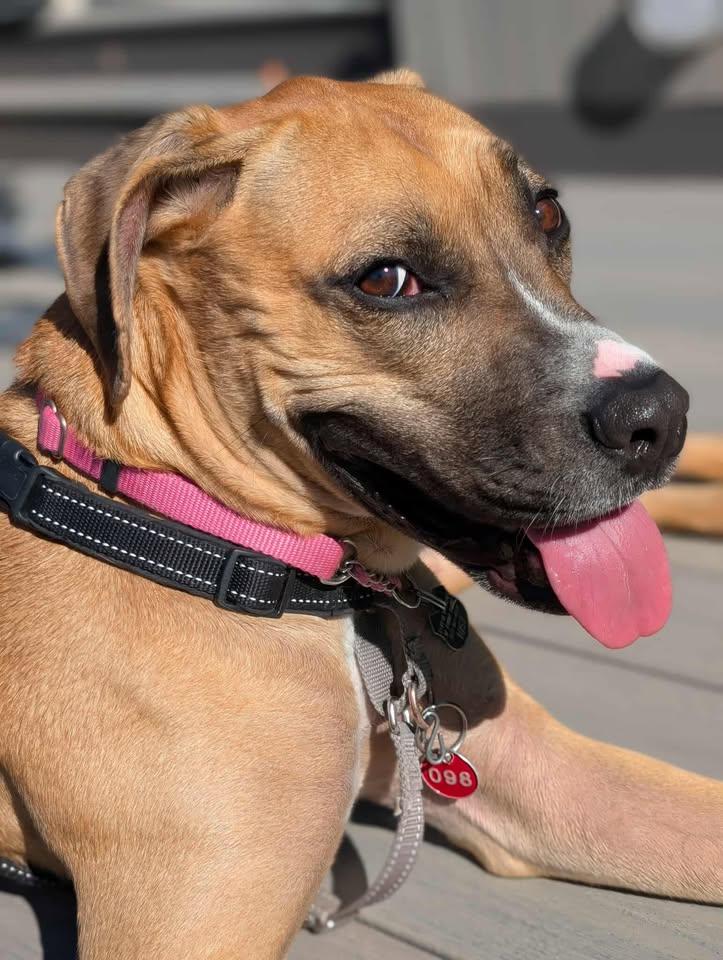 Paisley, an adoptable Boxer in Winnipeg, MB, R3E 3N8 | Photo Image 4