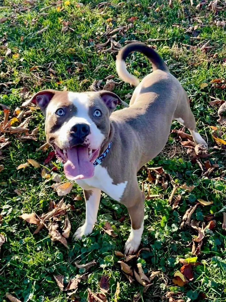 Boyfriend , ADOPTABLE, Adult Male American Bulldog.