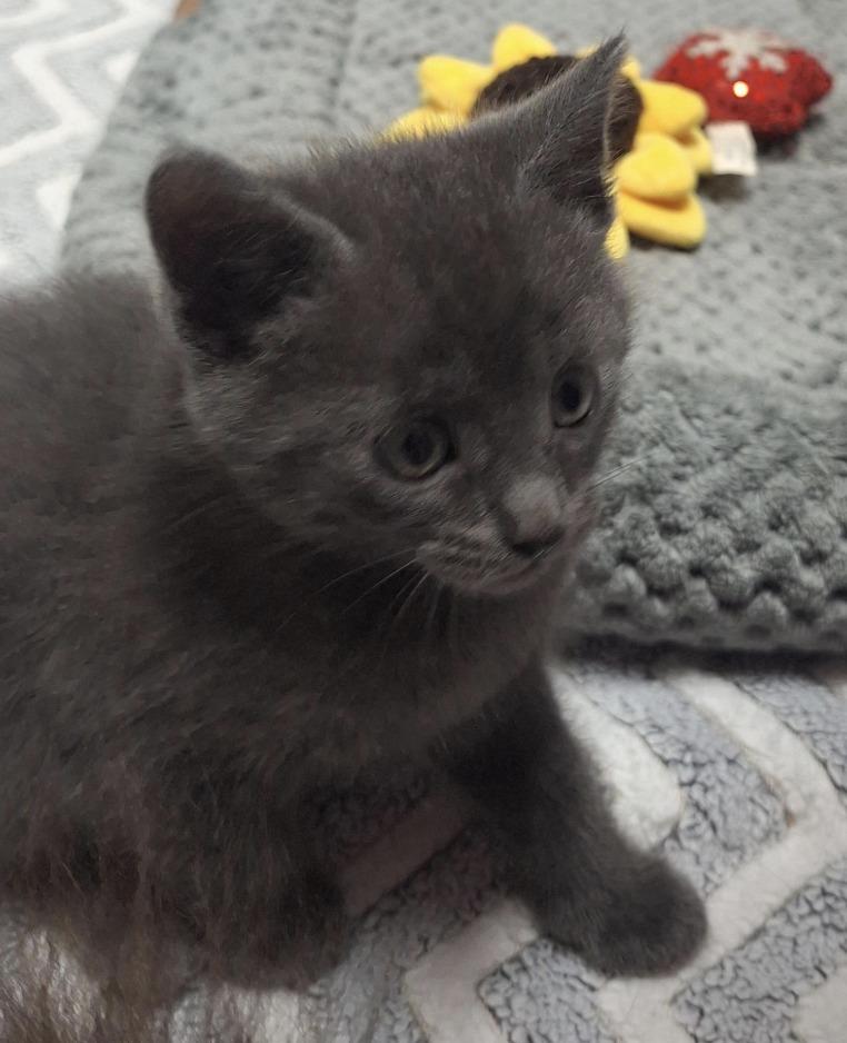 Enlarge Earl Grey, a Adoptable mixed breed in Hartsville, SC image 1/2