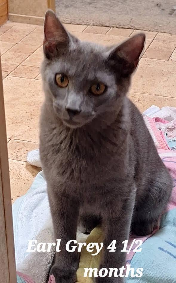 Enlarge Earl Grey, a Adoptable mixed breed in Hartsville, SC image 2/2