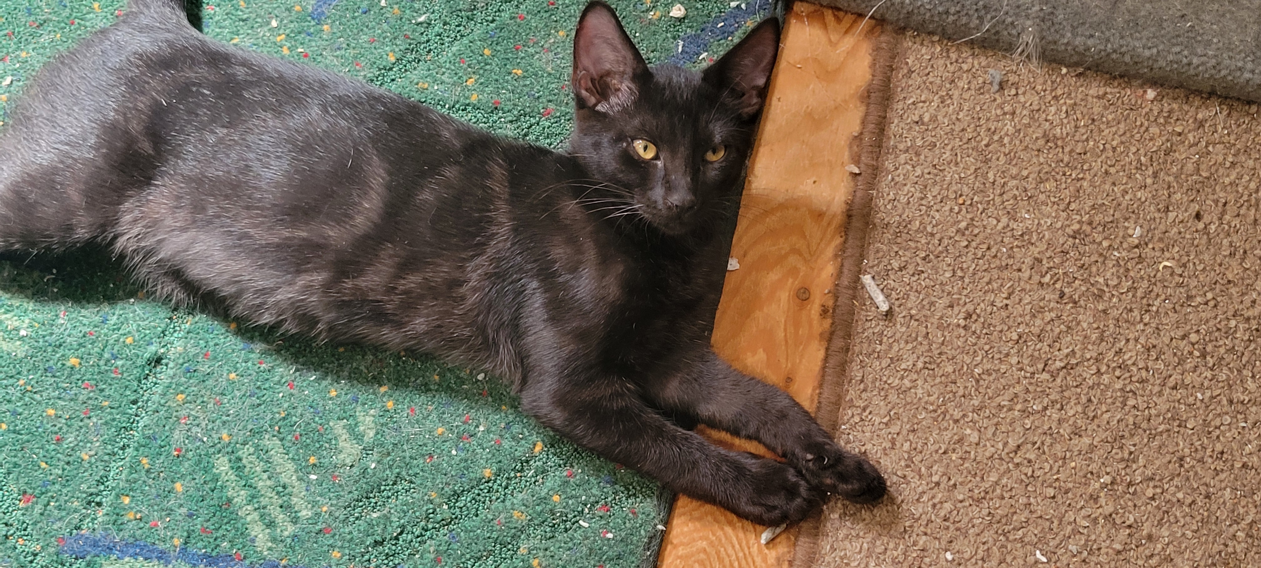 Aladdin, an adoptable Domestic Short Hair in Racine, WI, 53402 | Photo Image 1
