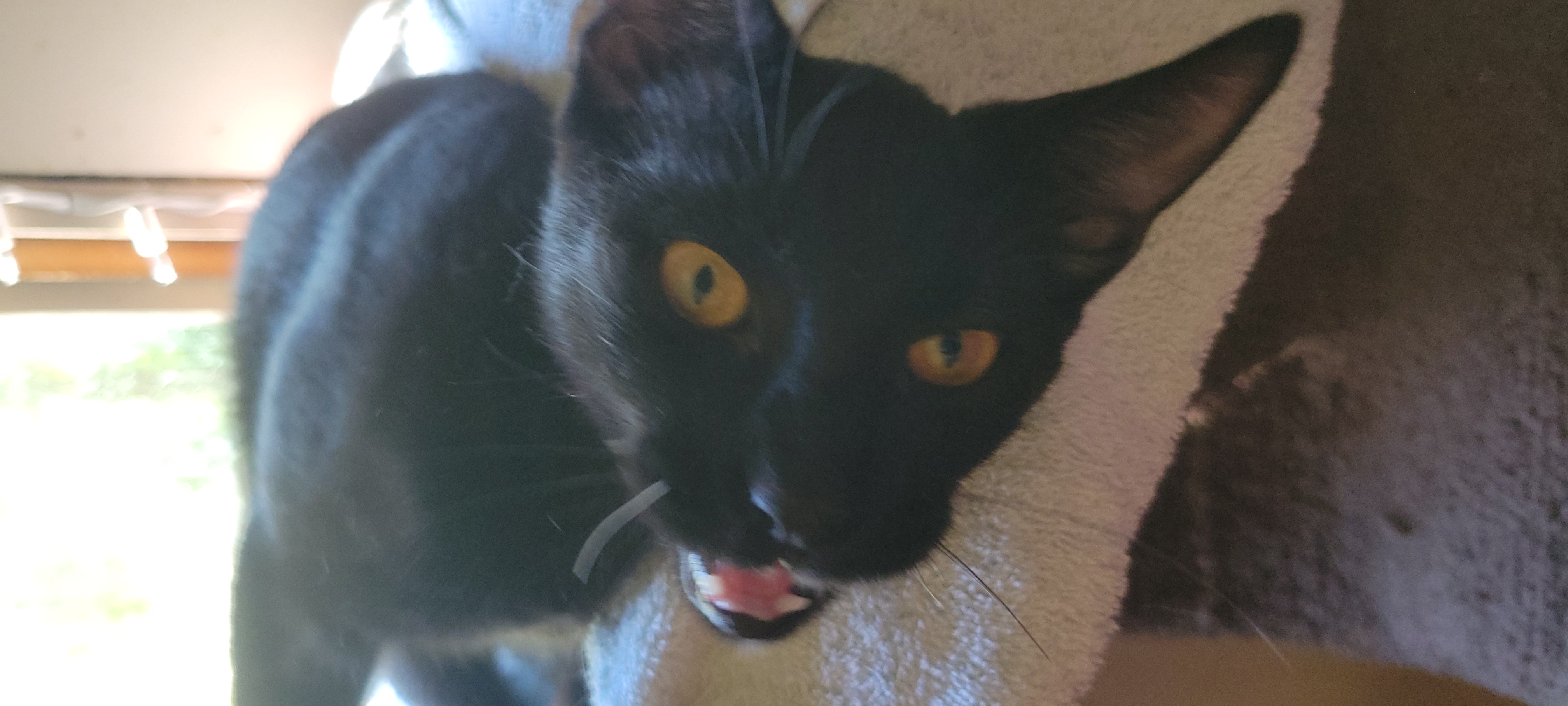 Aladdin, an adoptable Domestic Short Hair in Racine, WI, 53402 | Photo Image 2