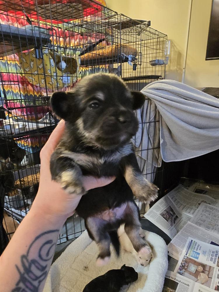 Billy Butcher, Adoptable, Puppy Male Maltese & Chihuahua.