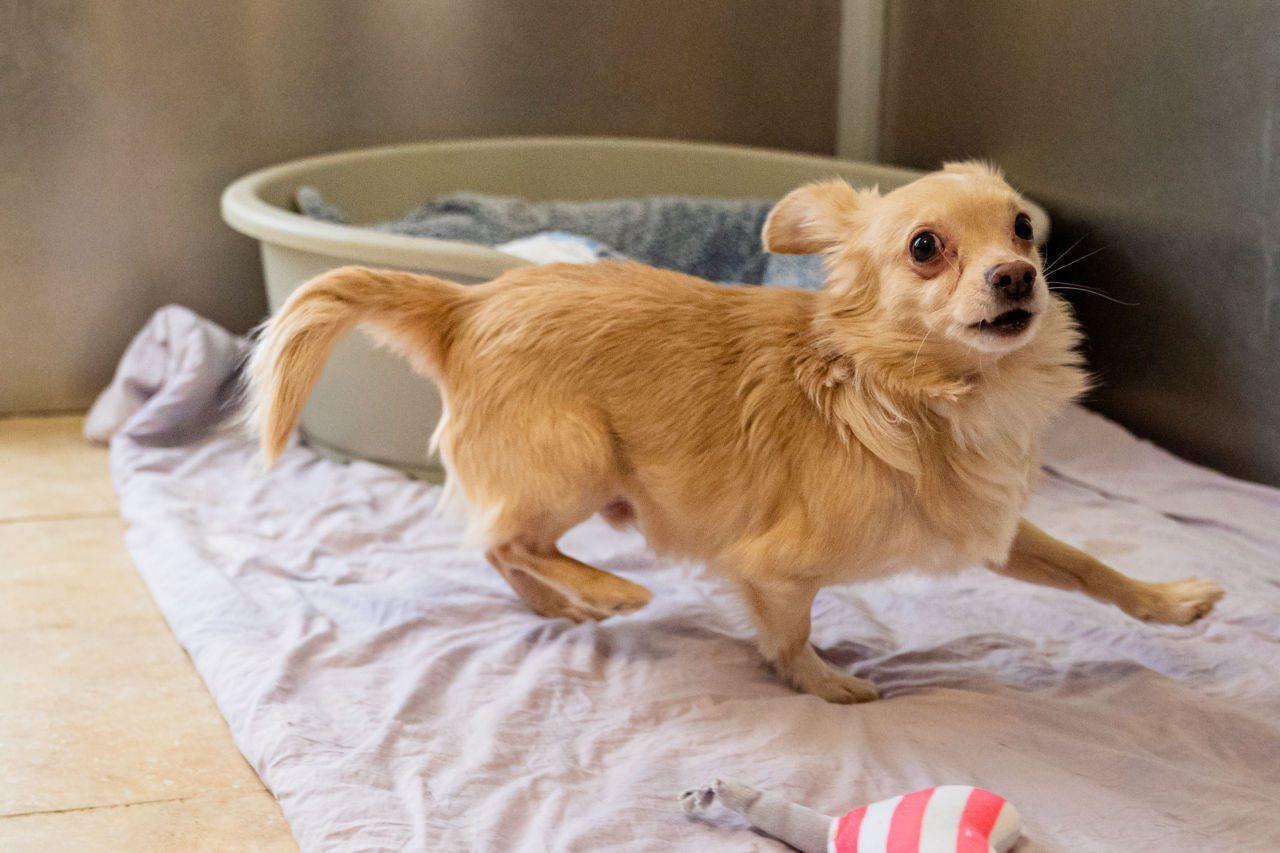 Enlarge Skippy, a ADOPTABLE mixed breed in Dellslow, WV image 1/5