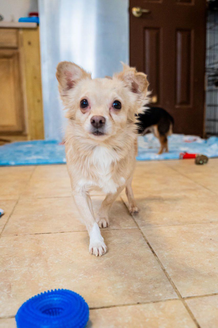 Enlarge Skippy, a ADOPTABLE mixed breed in Dellslow, WV image 5/5