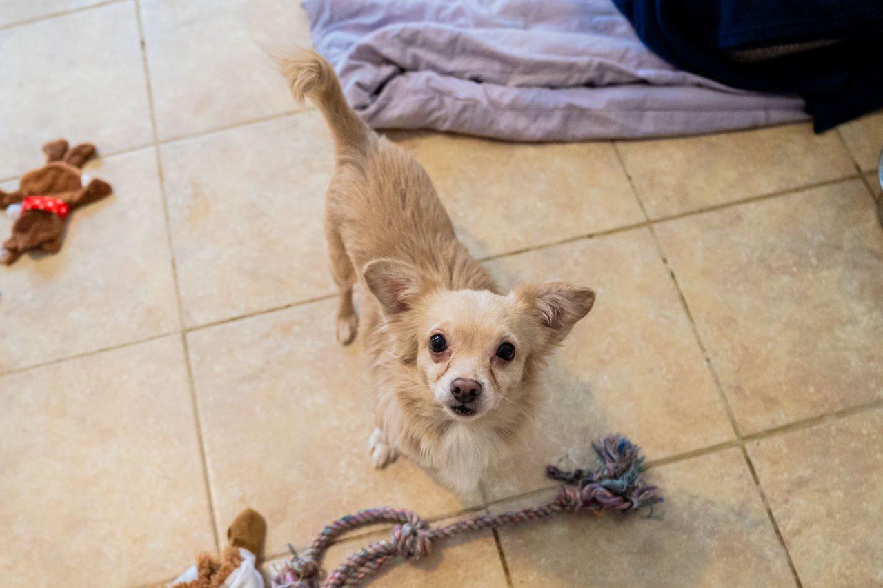 Enlarge Skippy, a ADOPTABLE mixed breed in Dellslow, WV image 4/5