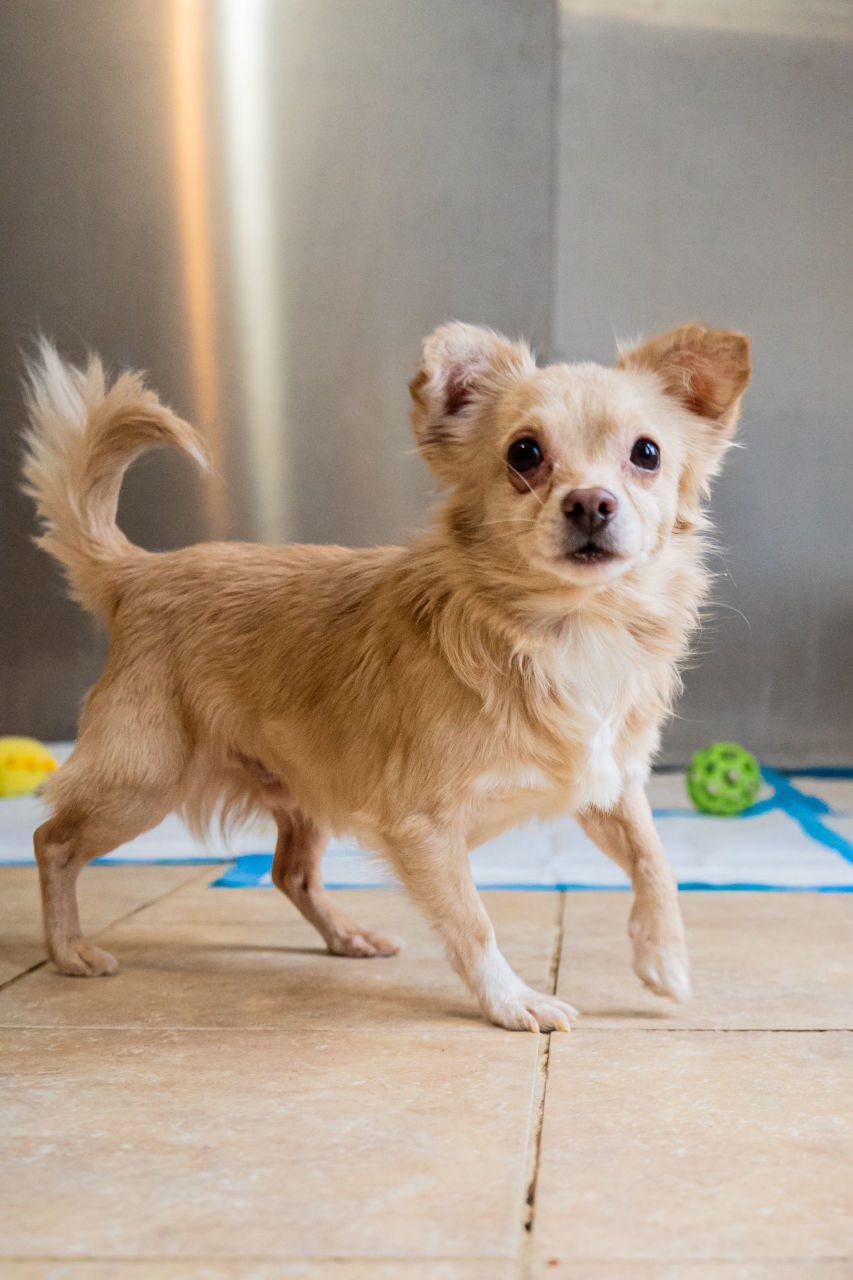 Enlarge Skippy, a ADOPTABLE mixed breed in Dellslow, WV image 2/5