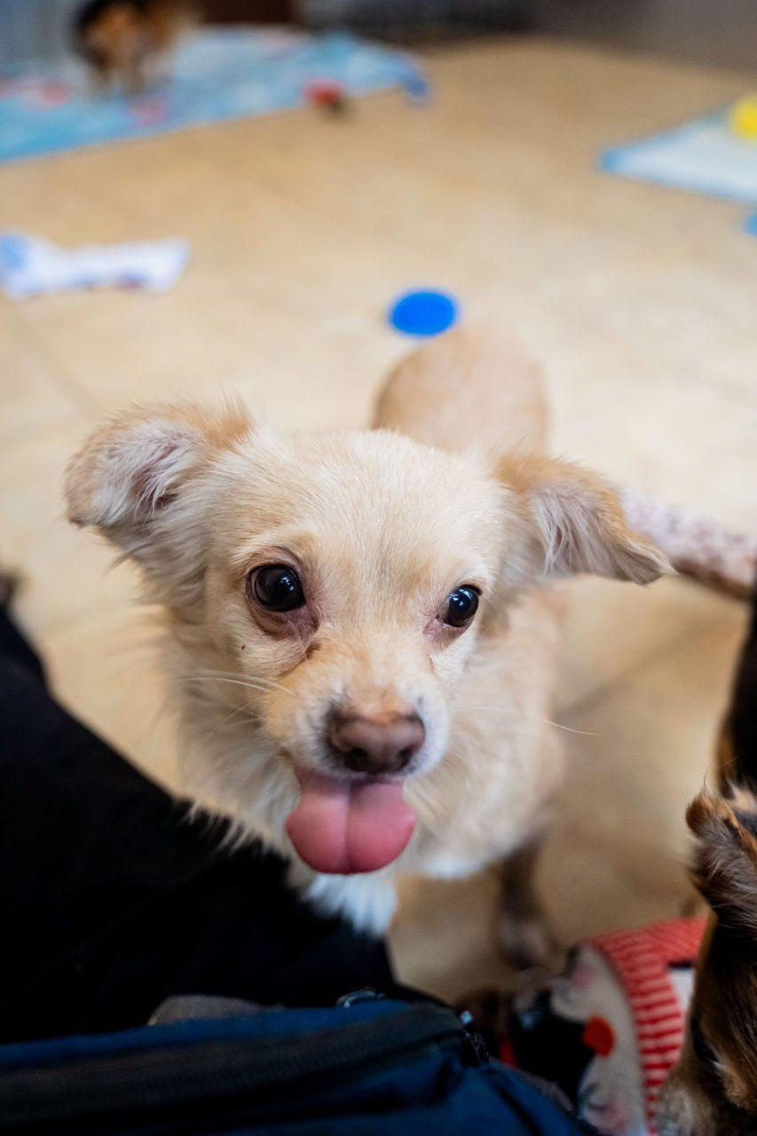 Enlarge Skippy, a ADOPTABLE mixed breed in Dellslow, WV image 3/5