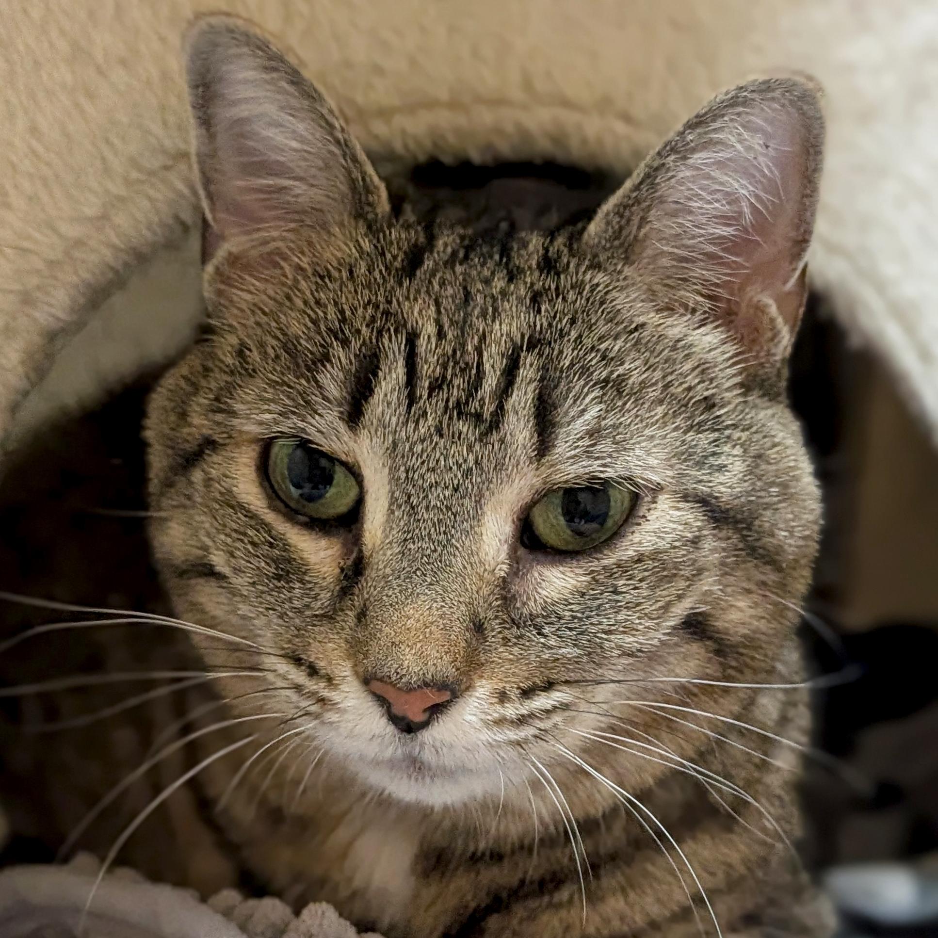 Binkie - Reduced Fee!, ADOPTABLE, Senior Female Domestic Short Hair.