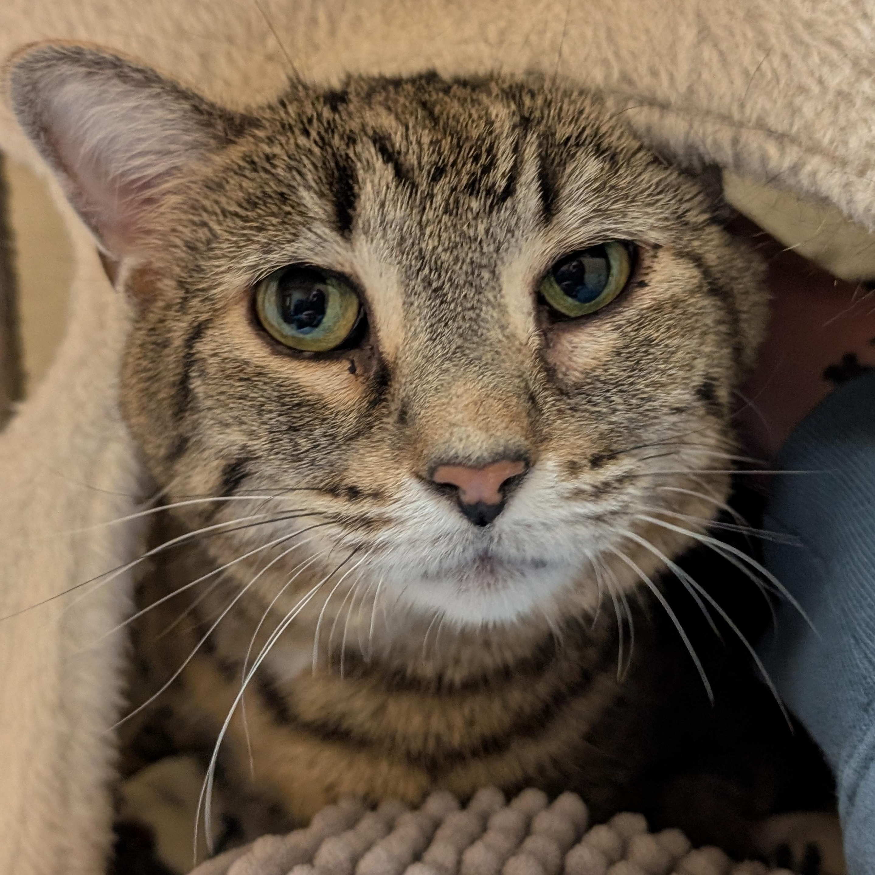 Enlarge Binkie - Reduced Fee!, a ADOPTABLE Domestic Short Hair in Jefferson, WI image 4/4