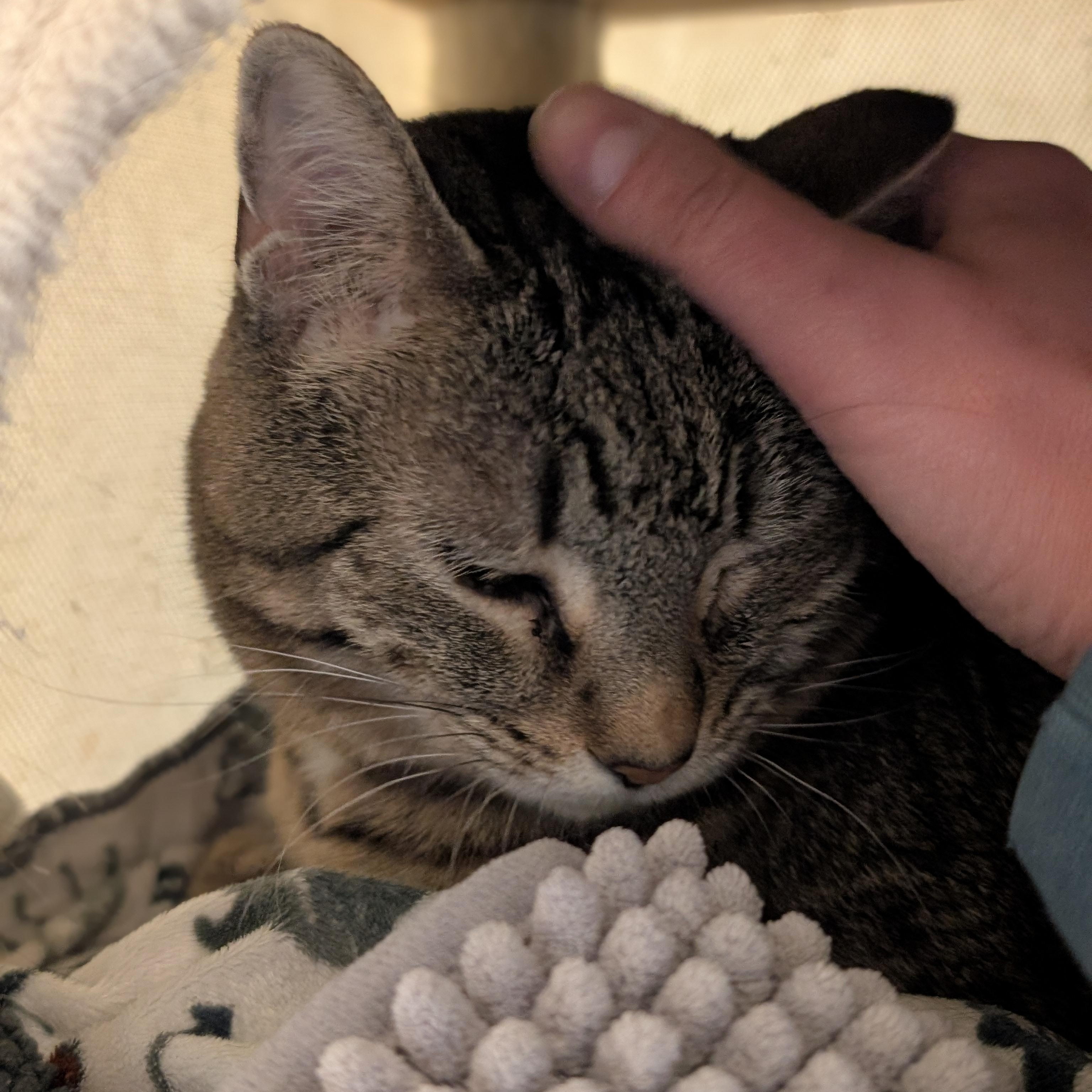 Enlarge Binkie - Reduced Fee!, a ADOPTABLE Domestic Short Hair in Jefferson, WI image 2/4