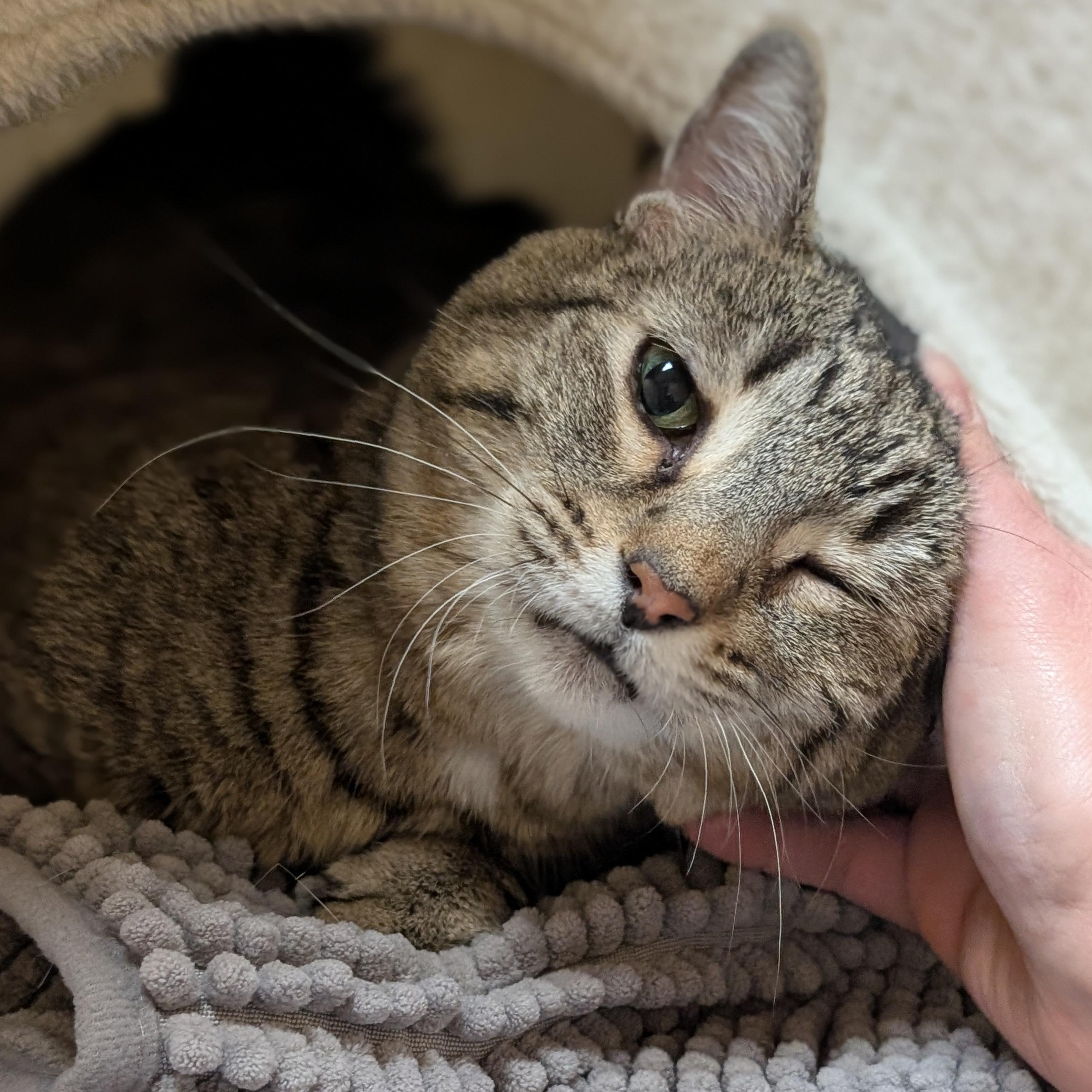 Enlarge Binkie - Reduced Fee!, a ADOPTABLE Domestic Short Hair in Jefferson, WI image 3/4