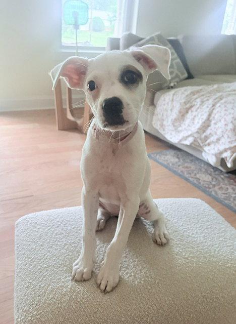Dolly, a Adoptable mixed breed in Doylestown, PA image 1/3