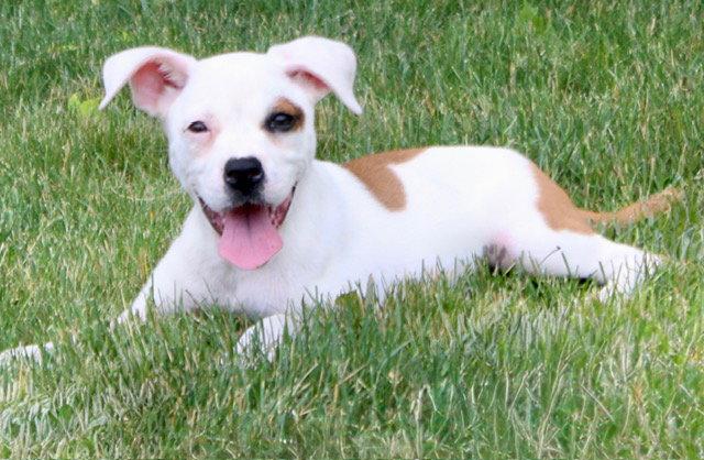Dolly, a Adoptable mixed breed in Doylestown, PA image 2/3