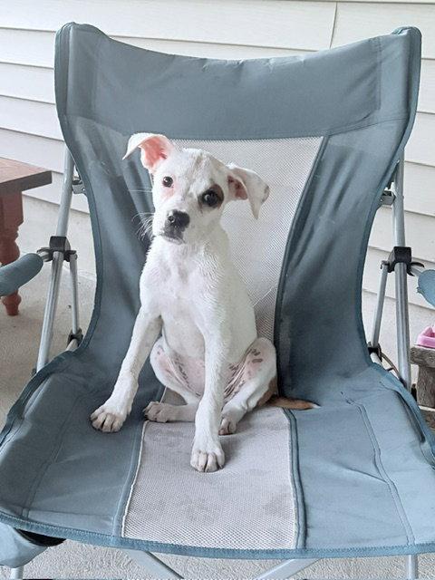 Dolly, a Adoptable mixed breed in Doylestown, PA image 3/3