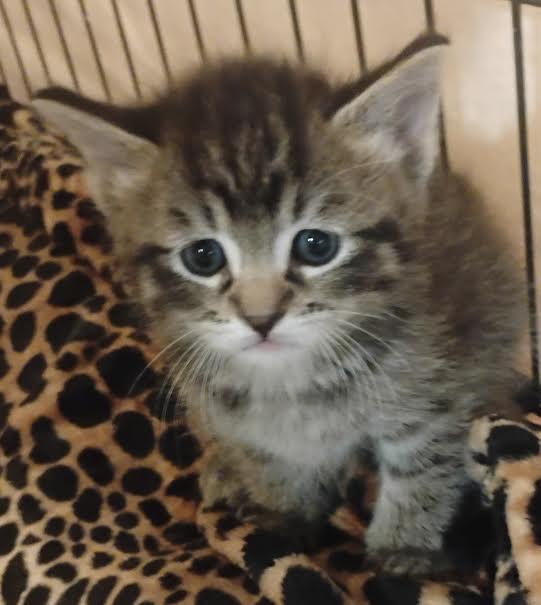 Wren, Baby Male Domestic Medium Hair