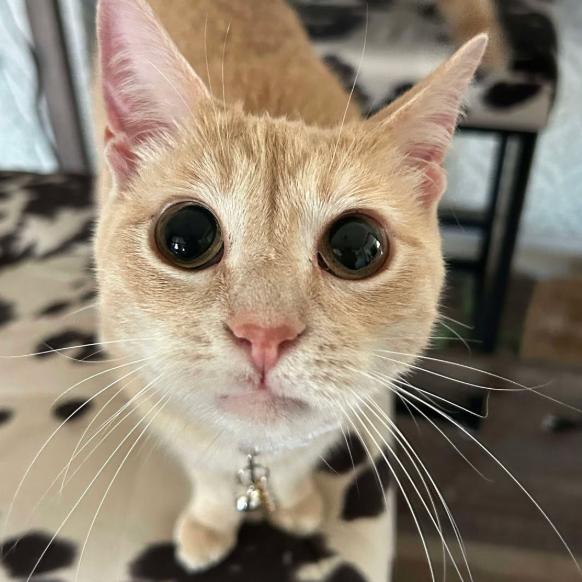 Enlarge Tart, a Adoptable Domestic Short Hair in Coralville, IA image 1/1