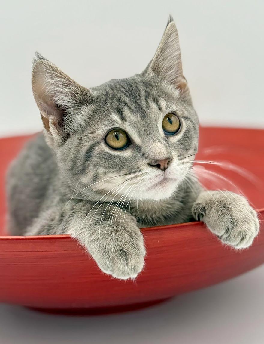 Enlarge Boba is baby brilliance!    , an adoptable mixed breed in Bedford Hills, NY image 4/6