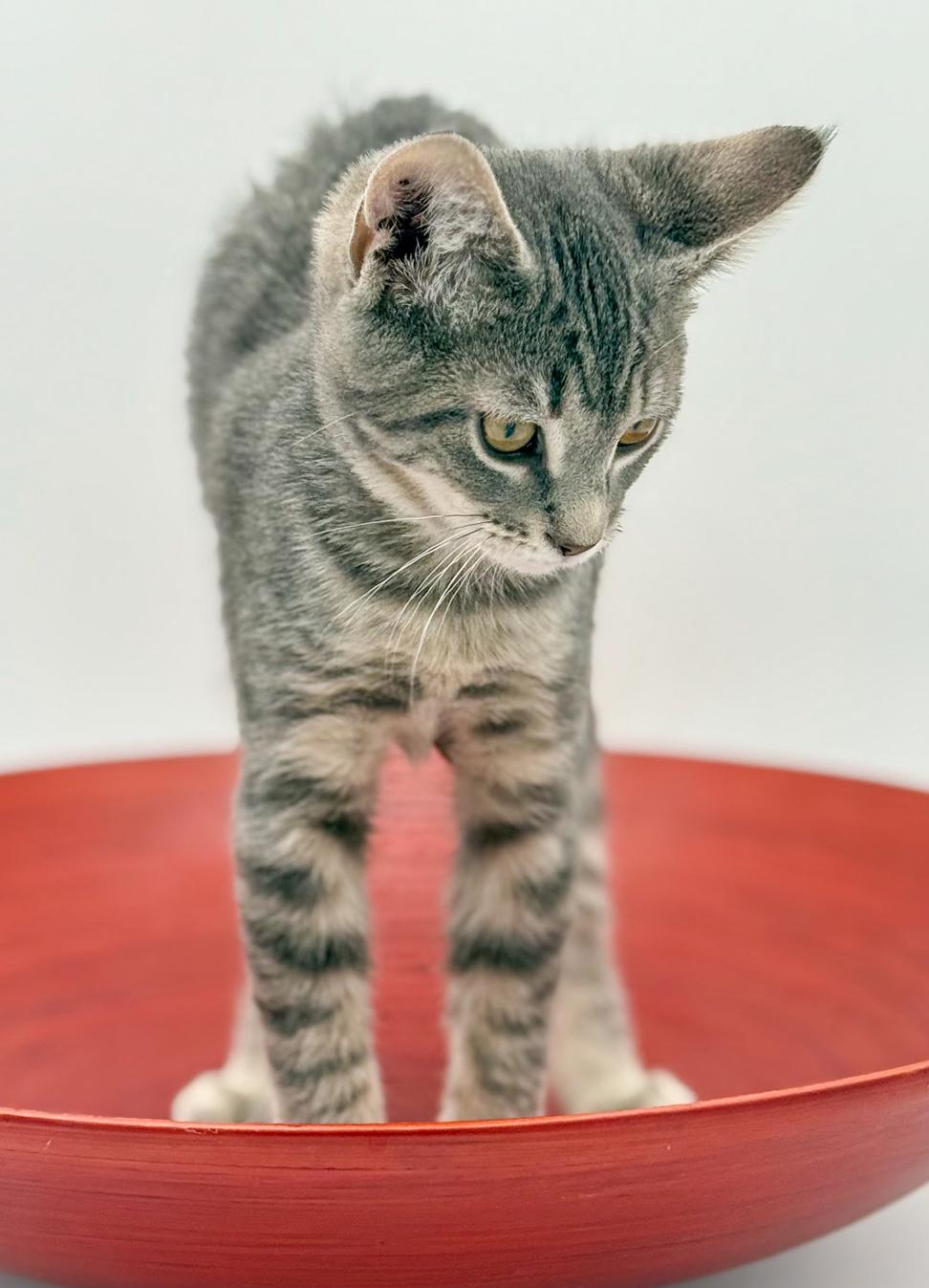 Enlarge Boba is baby brilliance!    , an adoptable mixed breed in Bedford Hills, NY image 5/6