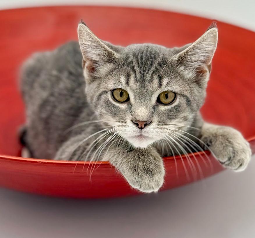 Enlarge Boba is baby brilliance!    , an adoptable mixed breed in Bedford Hills, NY image 1/6