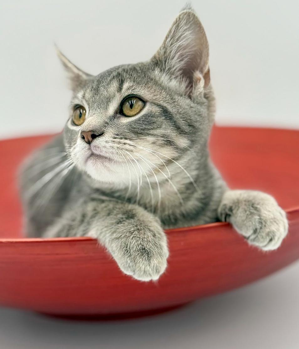 Enlarge Boba is baby brilliance!    , an adoptable mixed breed in Bedford Hills, NY image 6/6