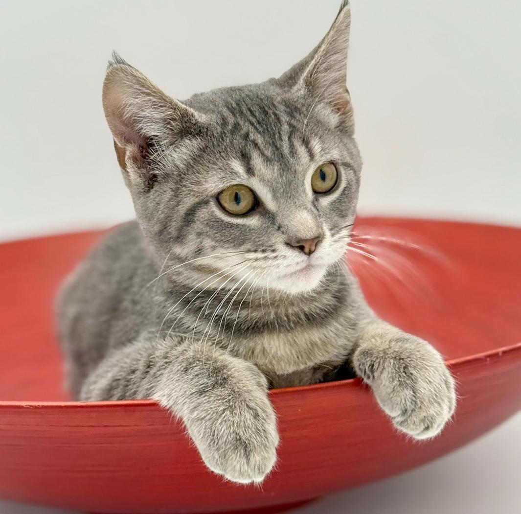 Enlarge Boba is baby brilliance!    , an adoptable mixed breed in Bedford Hills, NY image 3/6