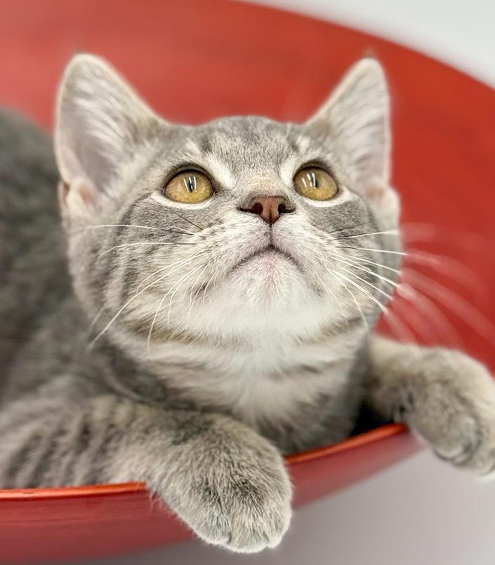 Enlarge Boba is baby brilliance!    , an adoptable mixed breed in Bedford Hills, NY image 2/6