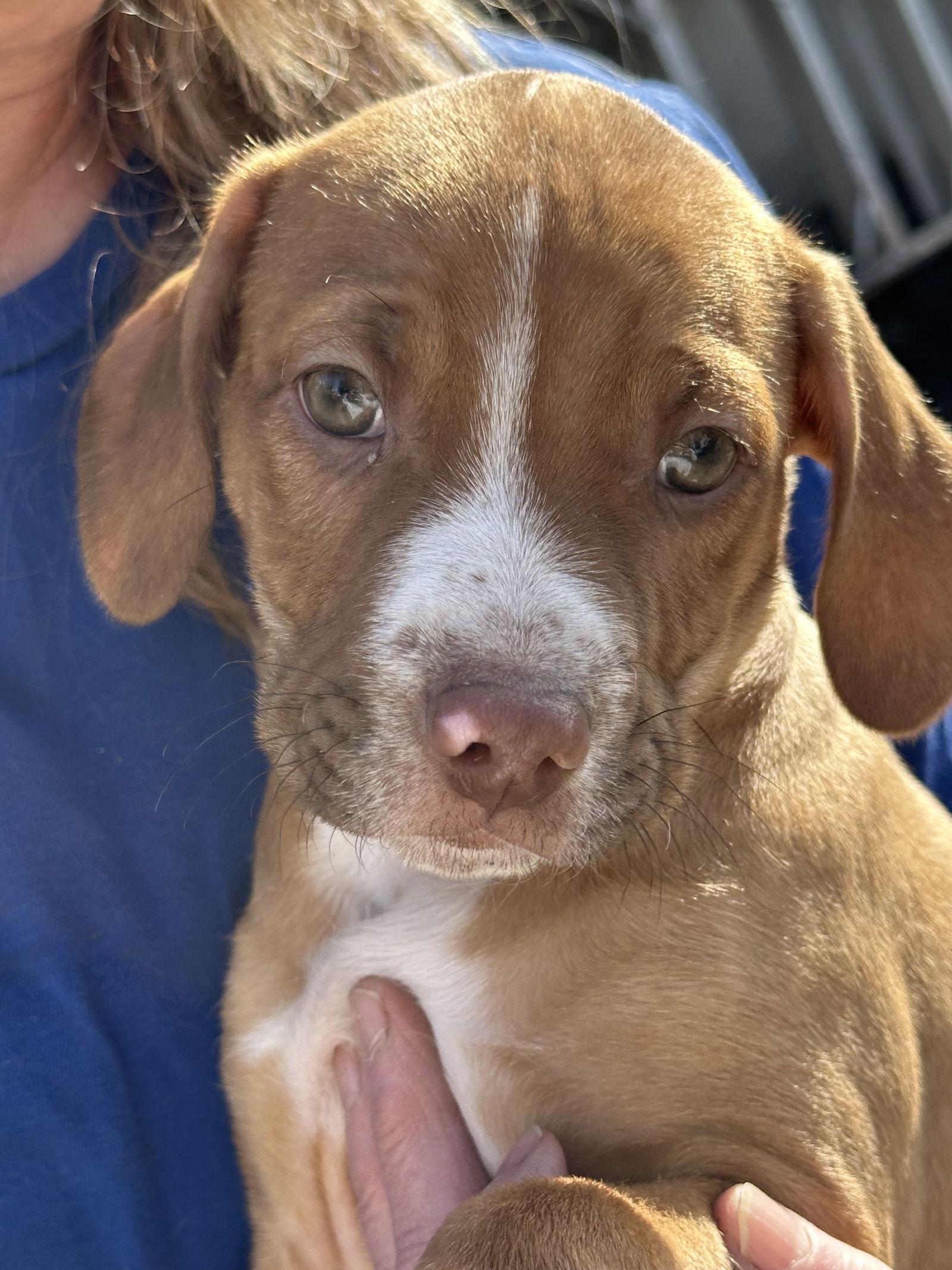 Hershey, Adoptable, Young Male Pit Bull Terrier & Chihuahua.