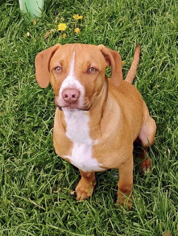 Hershey, a Adoptable mixed breed in Polson, MT image 2/3