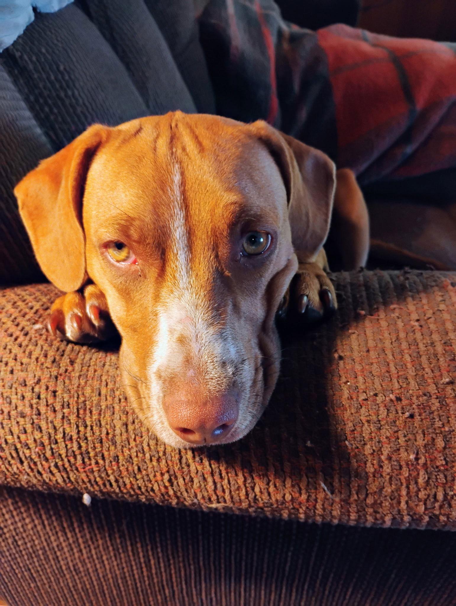 Hershey, a Adoptable mixed breed in Polson, MT image 3/3