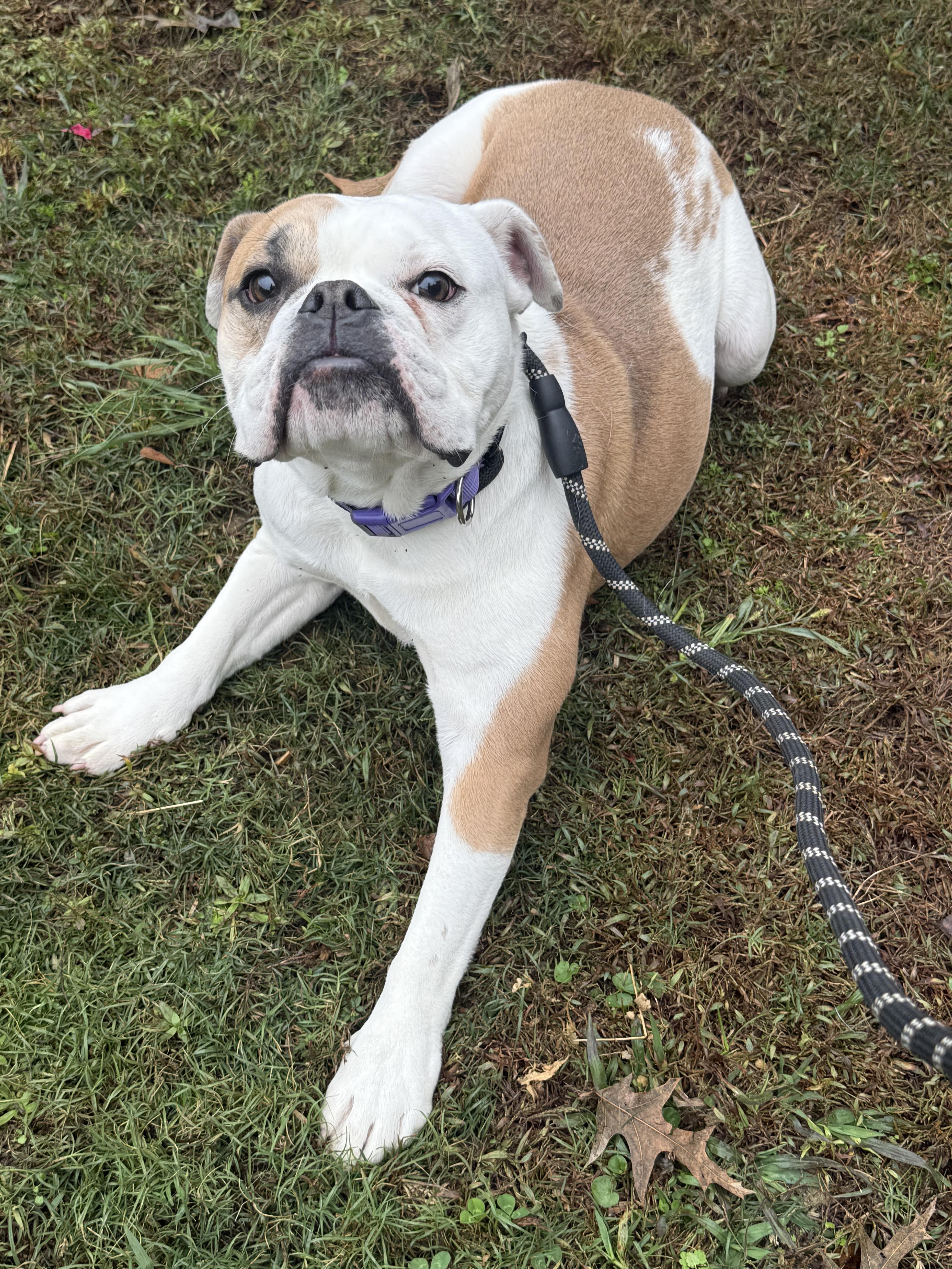 Enlarge Margo, a Adoptable mixed breed in Hartselle, AL image 1/4