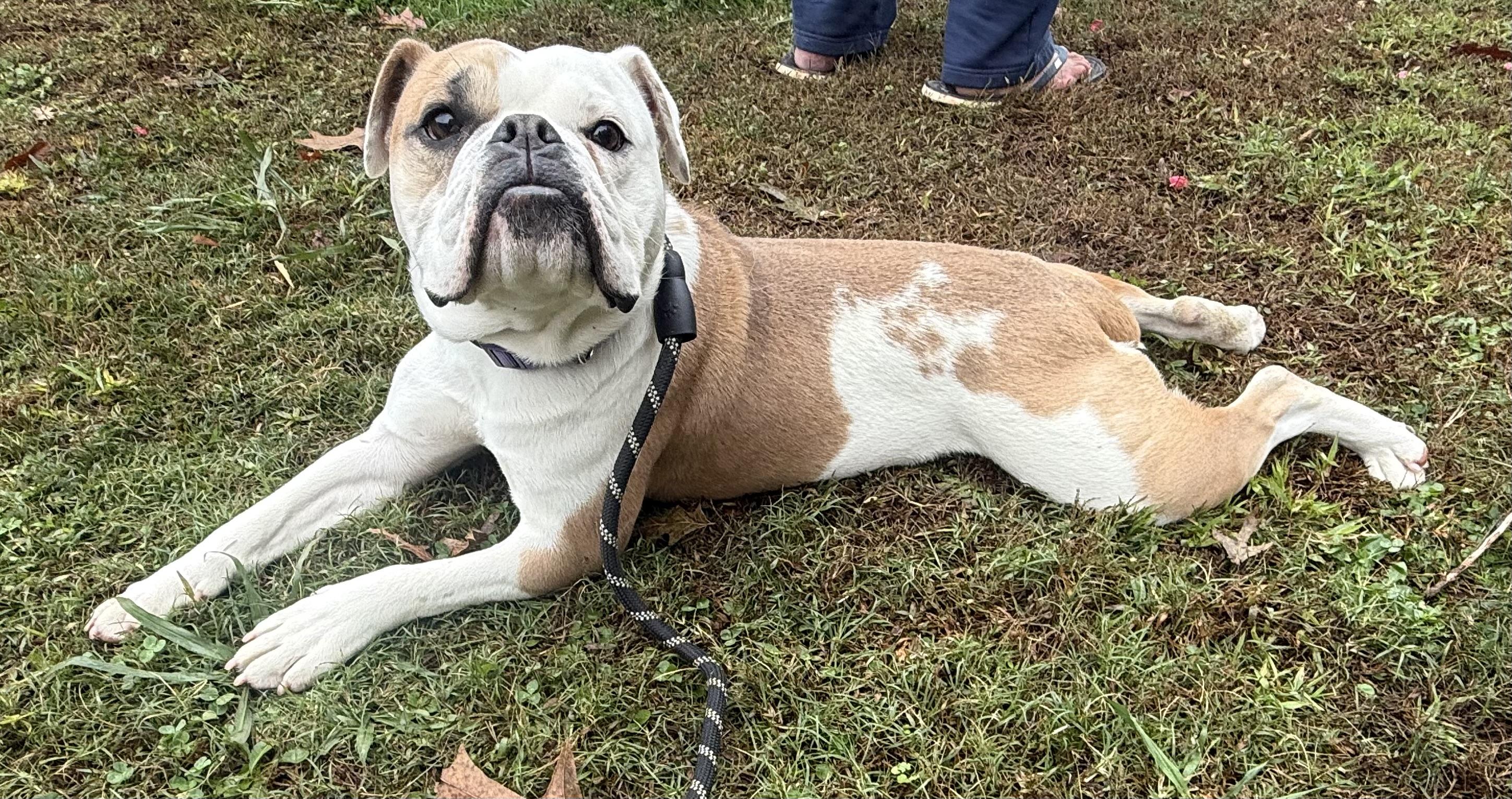 Enlarge Margo, a Adoptable mixed breed in Hartselle, AL image 2/4