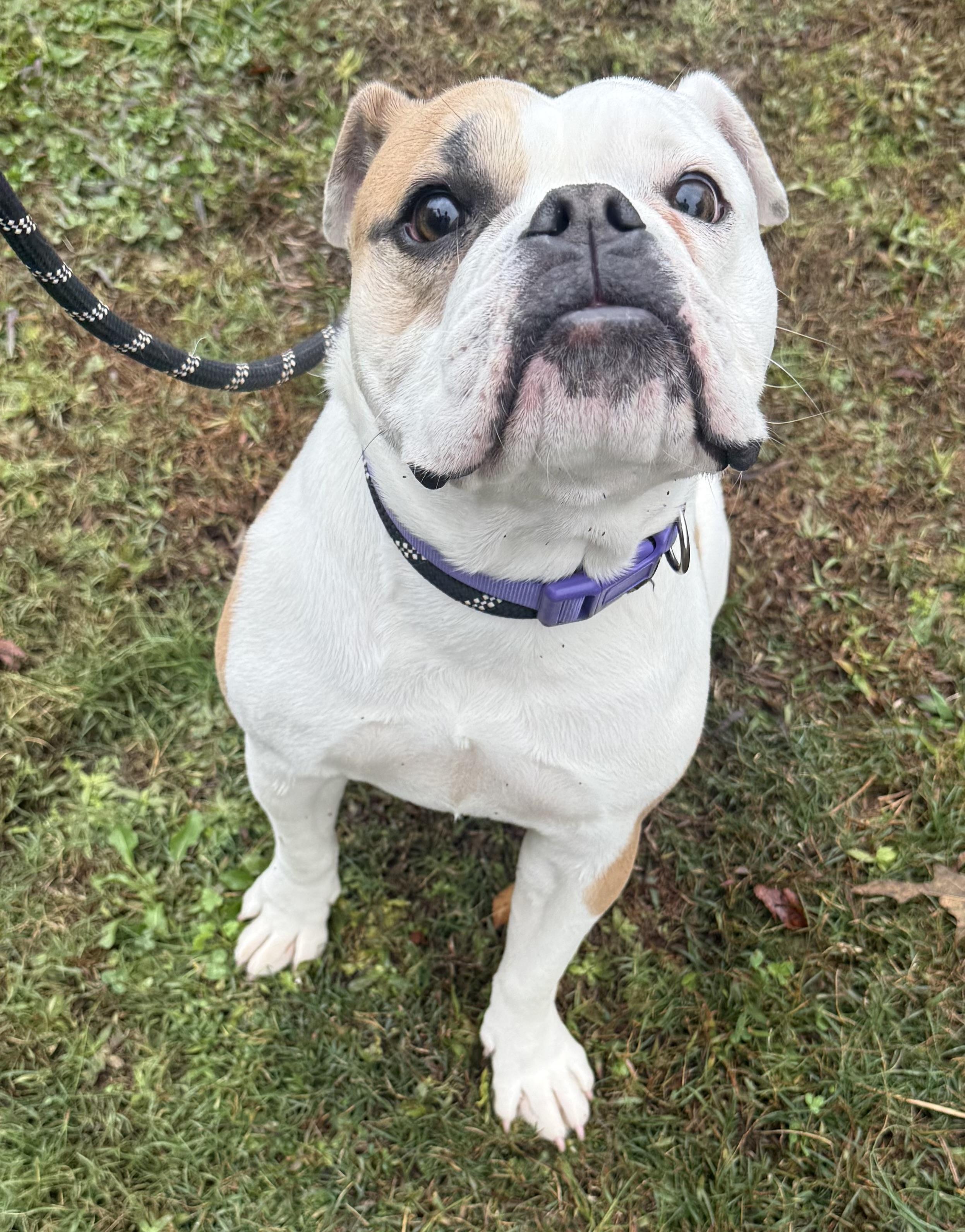 Enlarge Margo, a Adoptable mixed breed in Hartselle, AL image 4/4