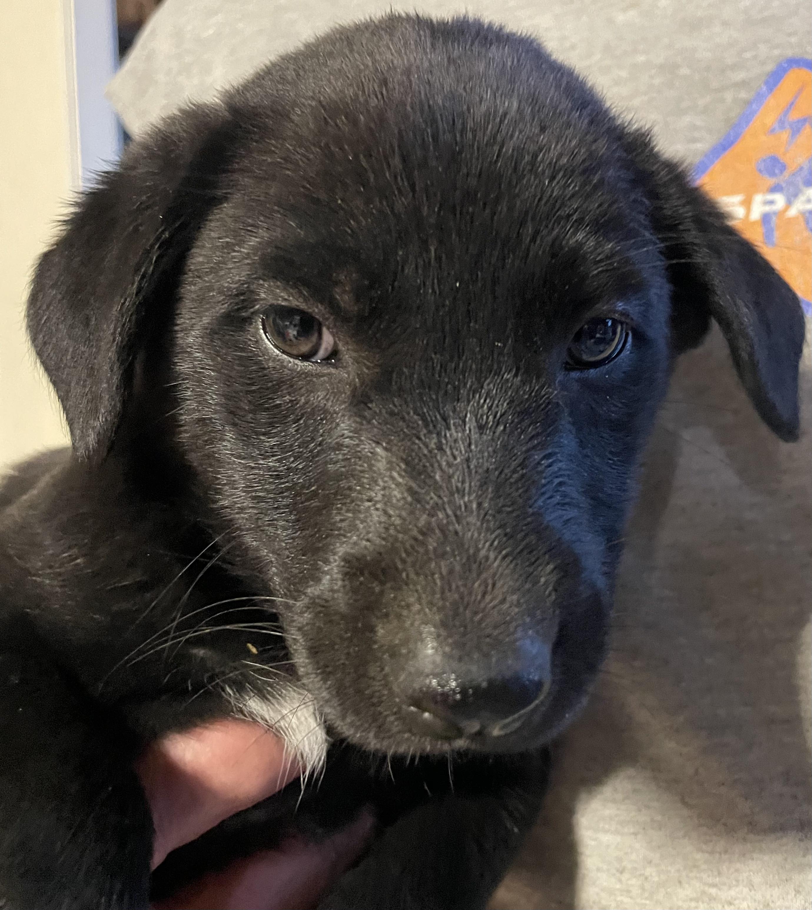 Enlarge Finch, a Adoptable mixed breed in Plainfield, IN image 1/1